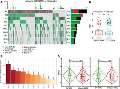 Identification of the Crucial Role of CCL22 in F. nucleatum-Related Colorectal Tumorigenesis that Correlates With Tumor Microenvironment and Immune Checkpoint Therapy